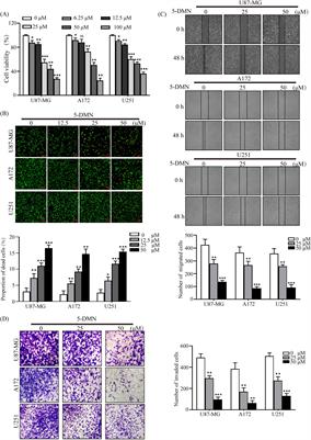 Frontiers Demethylnobiletin Mediates Cell Cycle Arrest And